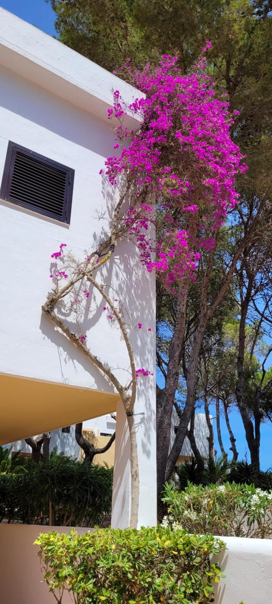 Club Cala Azul Hotel Cala Llenya Exterior photo